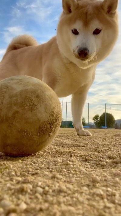 犬　ボール遊び