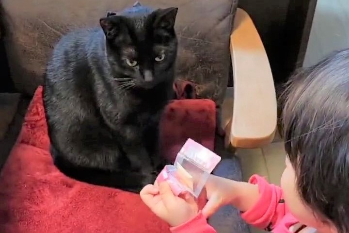 3歳児のレクチャーに付き合う黒猫くん。真摯に話を聞く姿勢にほっこりする人続出！
