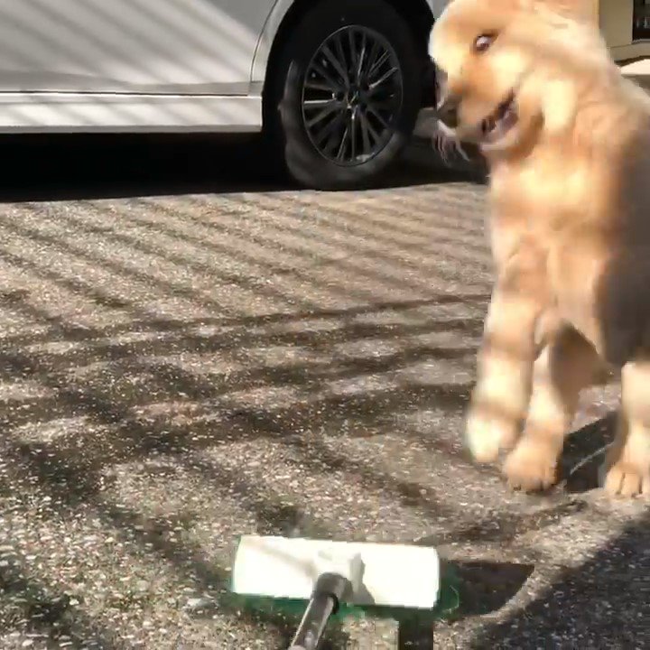 ブラシで遊ぶ犬