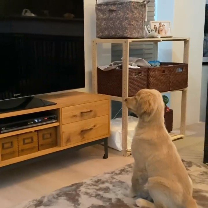 テレビを見る犬