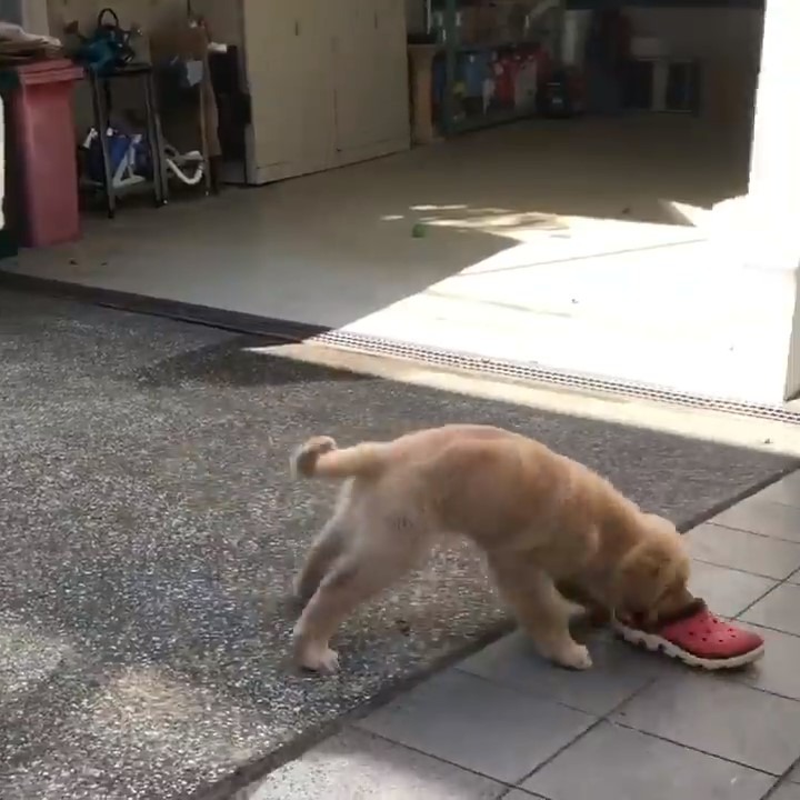 スリッパで遊ぶ犬
