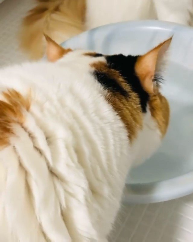 洗面器で水を飲む猫