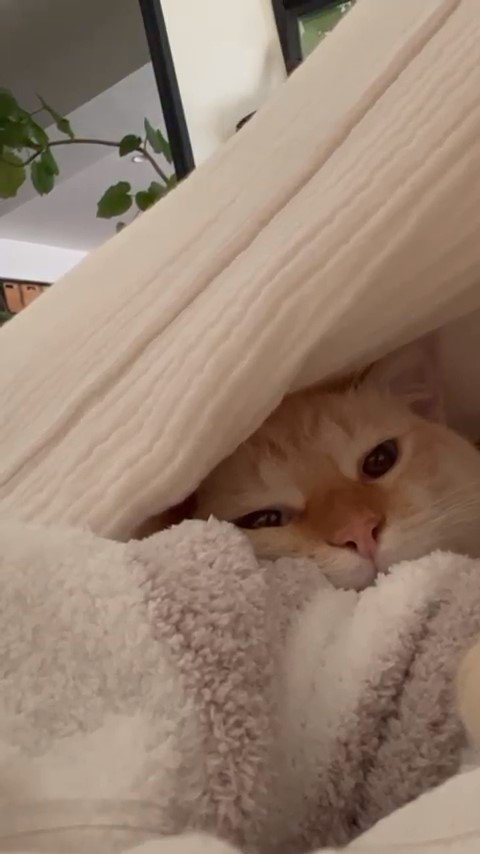 布団に潜りこむ猫