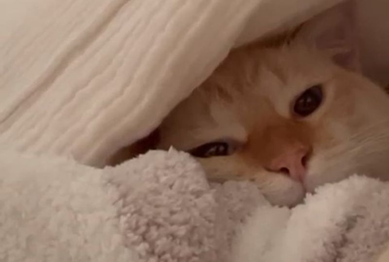 絶対二度寝しちゃう♡飼い主さんの布団に潜りこんでまったりする猫さんがキュート