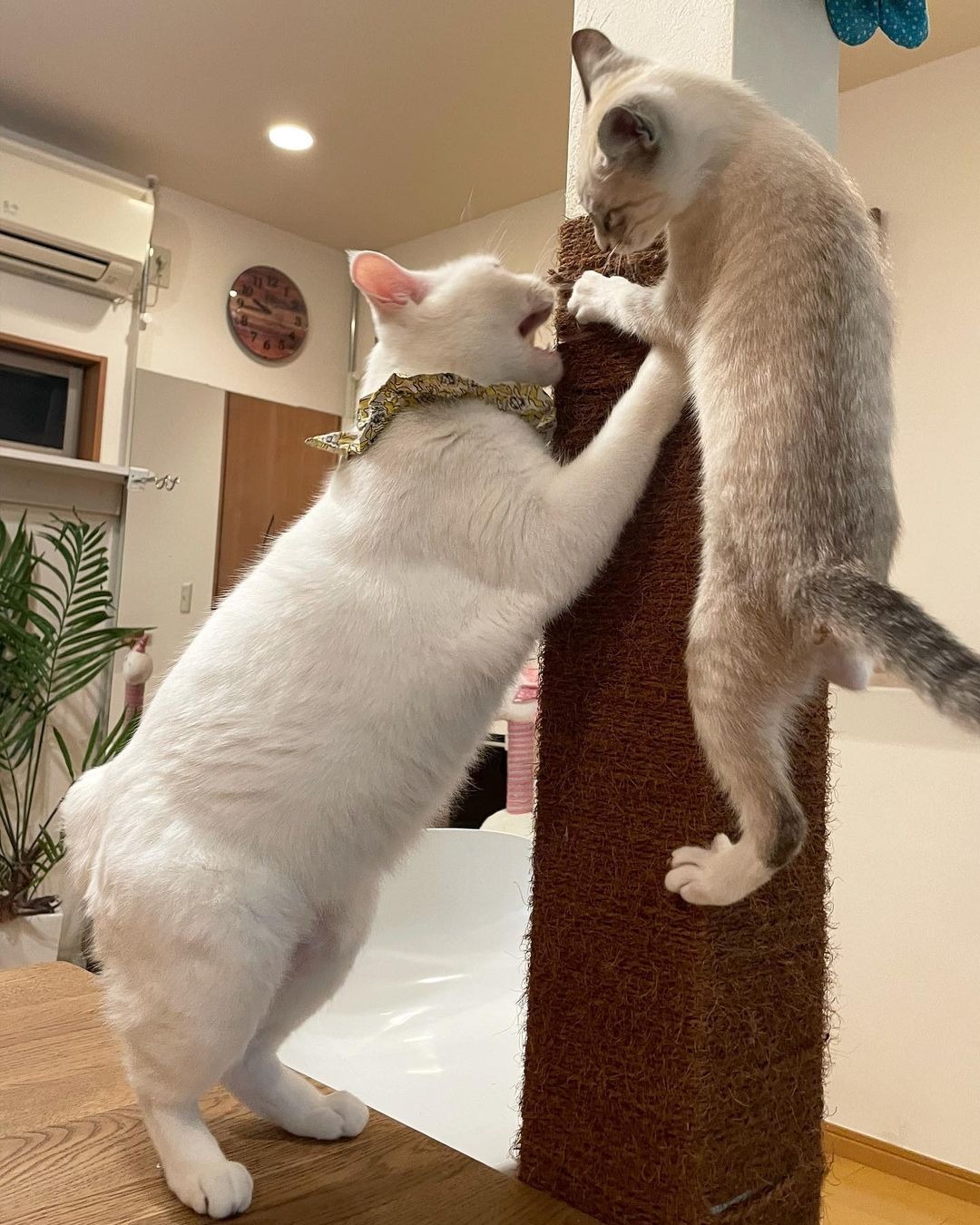 柱に登る猫たち