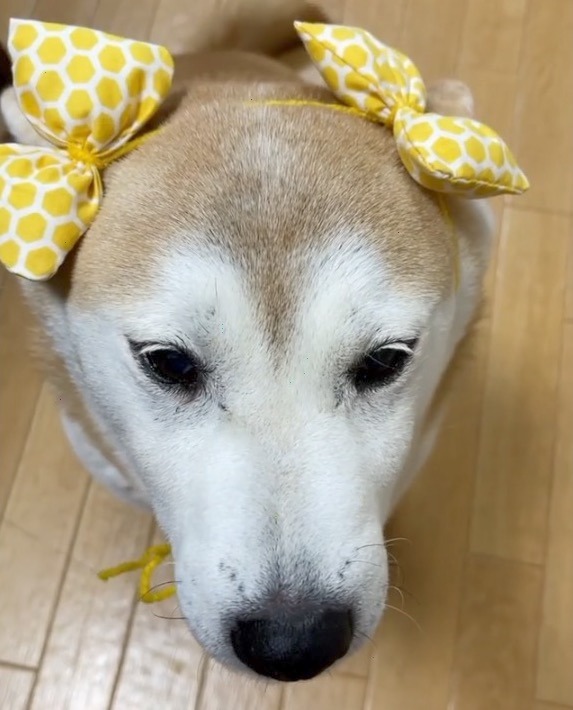 犬　黄色いリボン