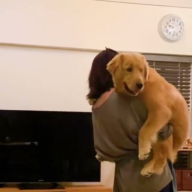 抱っこ　犬