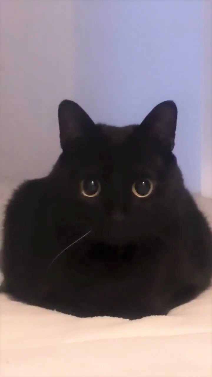 猫　黒猫