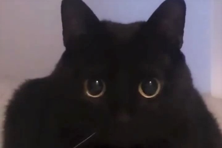 【Ａ62】黒猫だらけ　cute♡