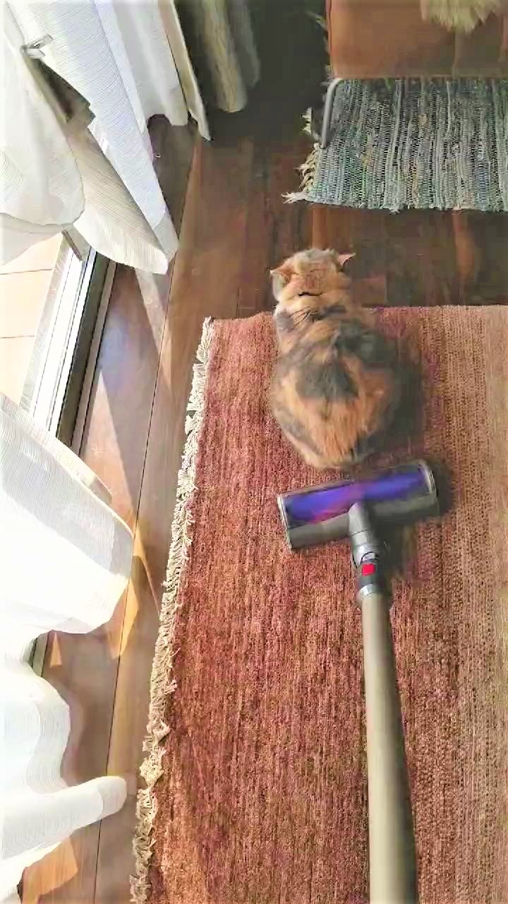 猫　掃除機