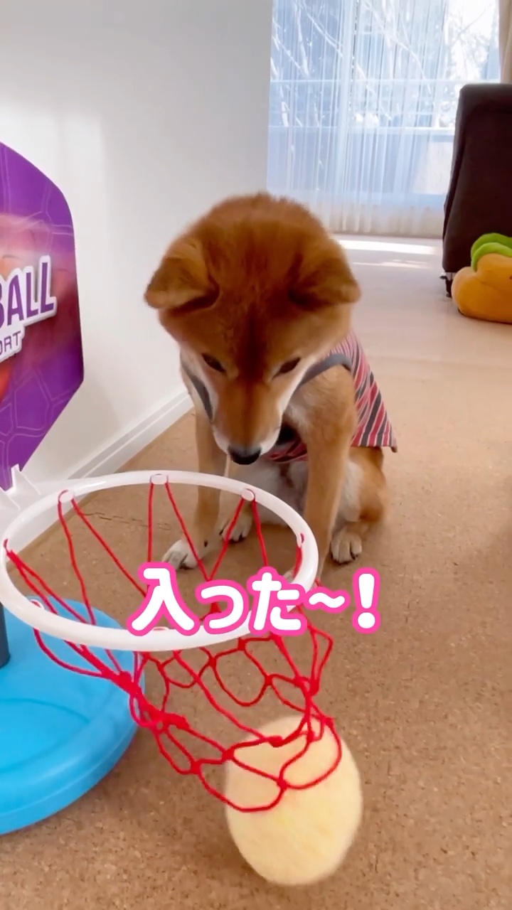 犬　バスケットボール