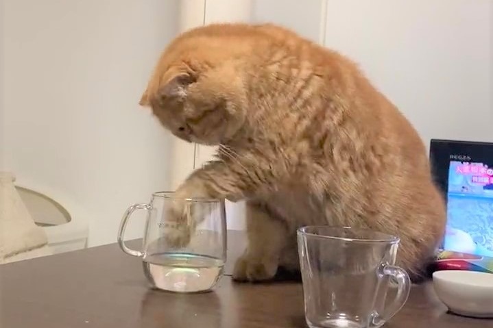 「ウマウマだにゃ」おててを器用に使ってパパのお水を飲んじゃう猫くんが話題！