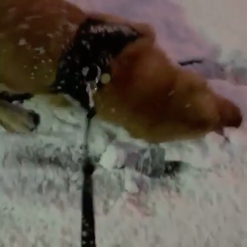 雪で遊ぶ犬