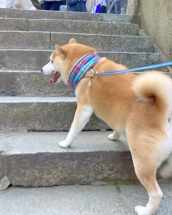 犬　階段登る