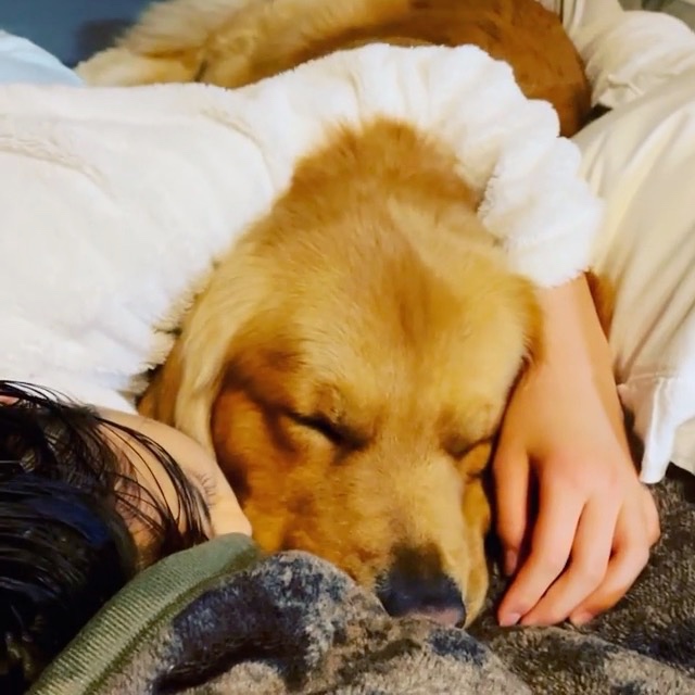 一緒に寝ている犬と女の子