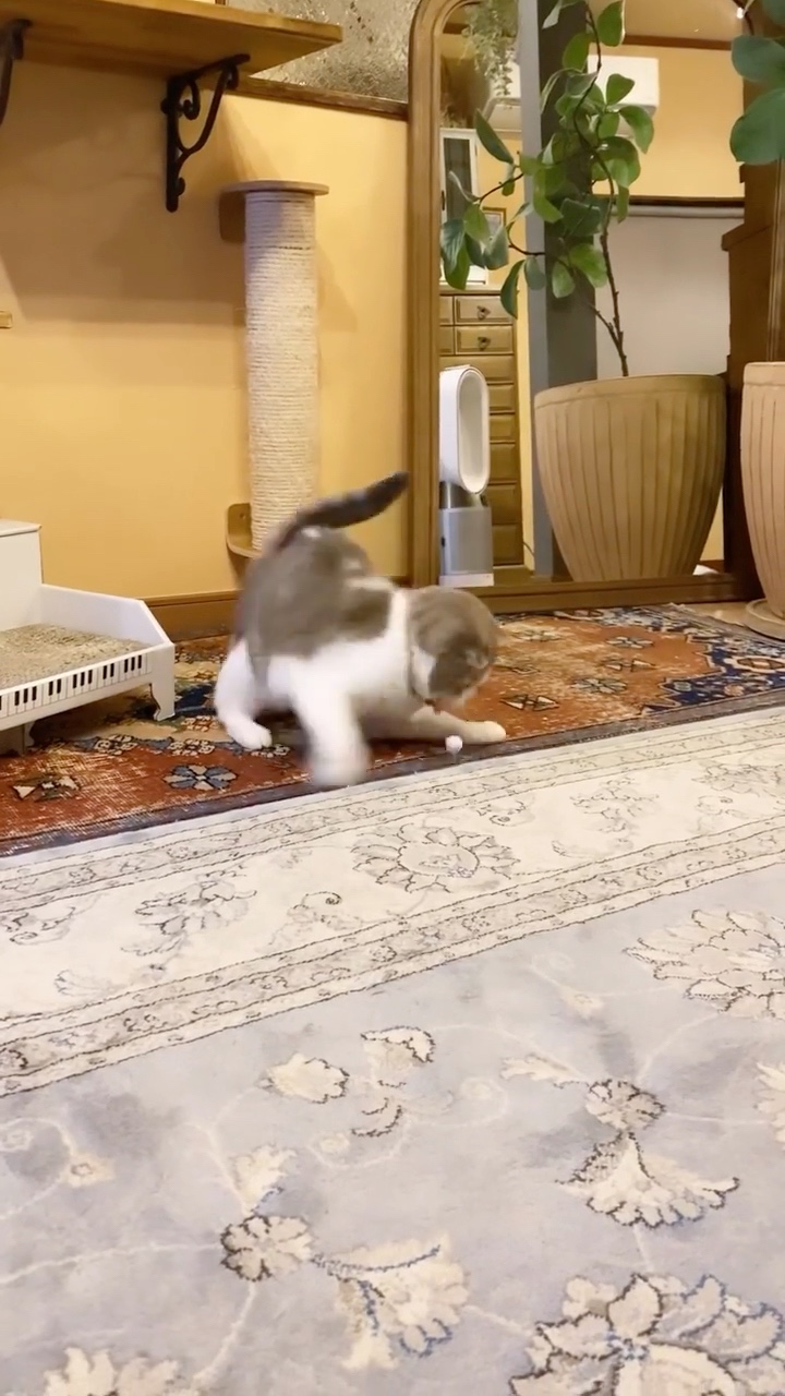 猫　ボール遊び