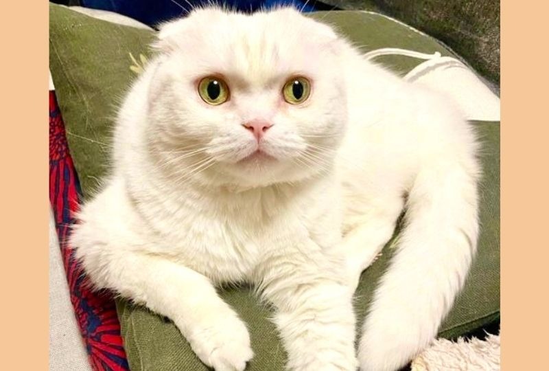 座り方の癖がすごいっ！足の位置が微妙なの白猫さんがおもしろ可愛い！