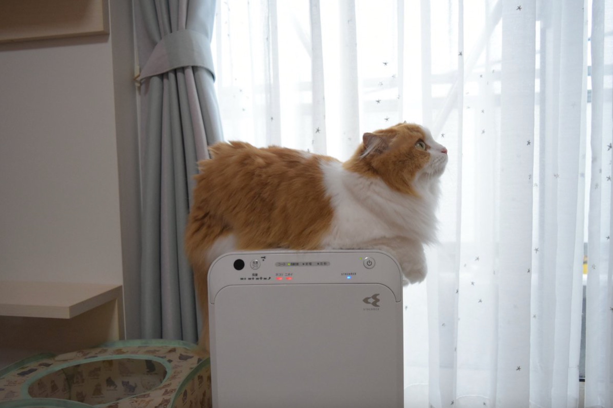 猫　空気清浄機