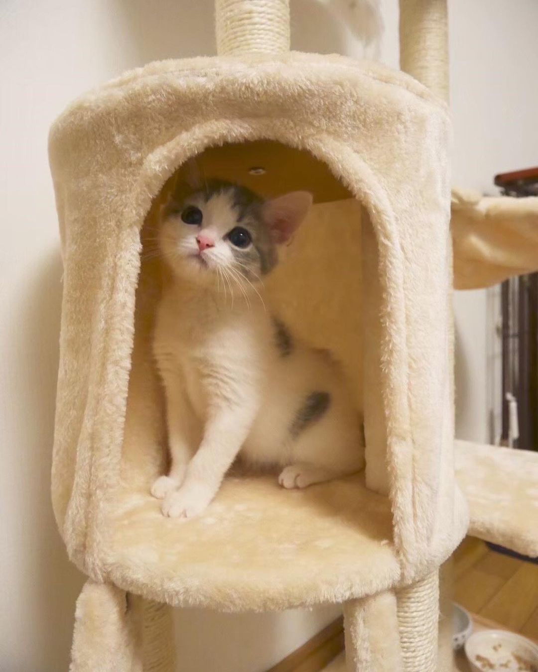 キャットタワーで遊ぶ子猫