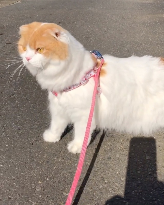 散歩する猫