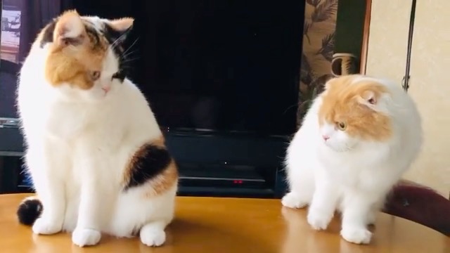猫の動きに驚く猫
