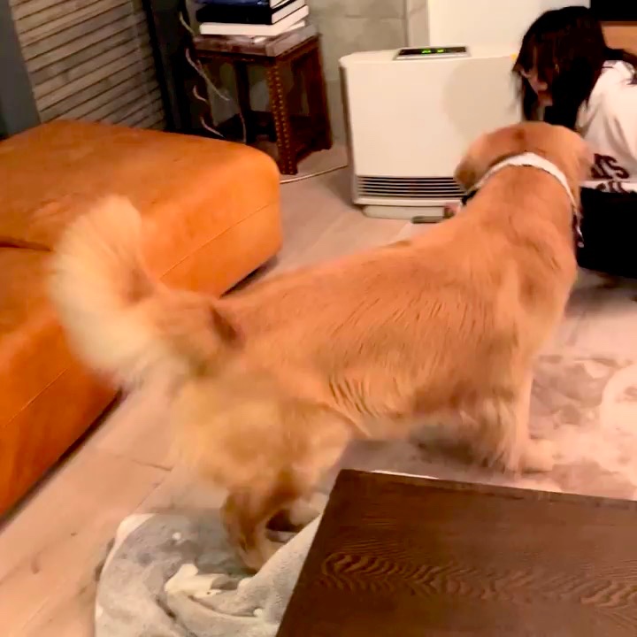 女の子と遊ぶ犬