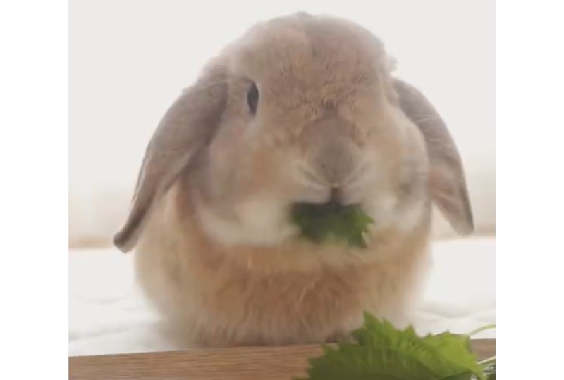 葉っぱを食べるウサギ