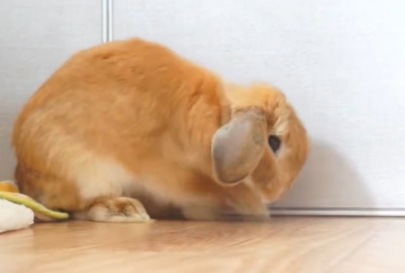 床を掘るウサギ