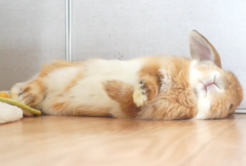 眠そうなウサギ