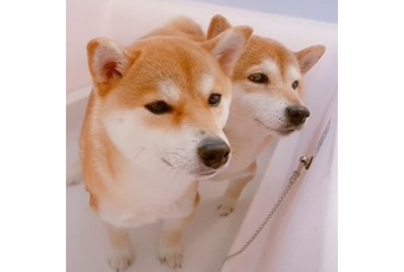 一緒にお風呂の柴犬
