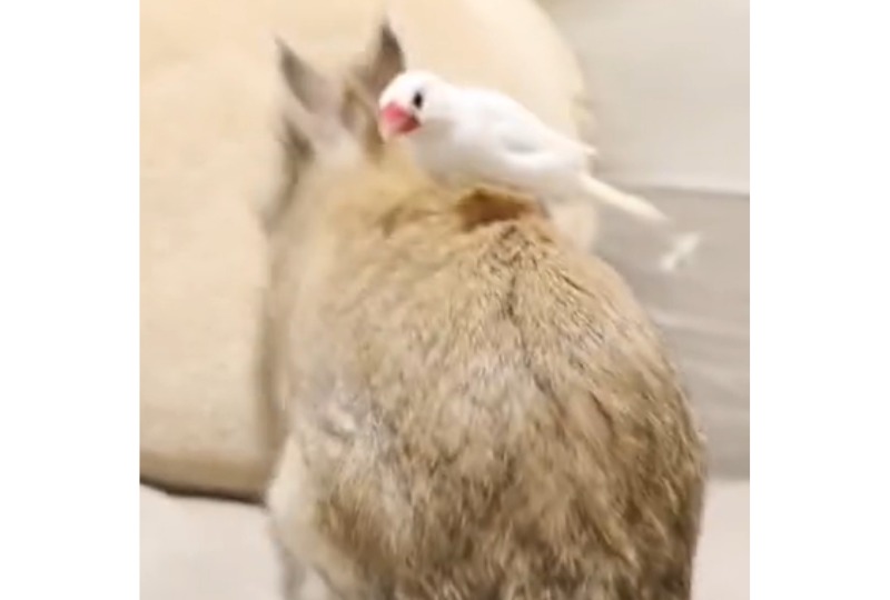 ウサギに乗った文鳥