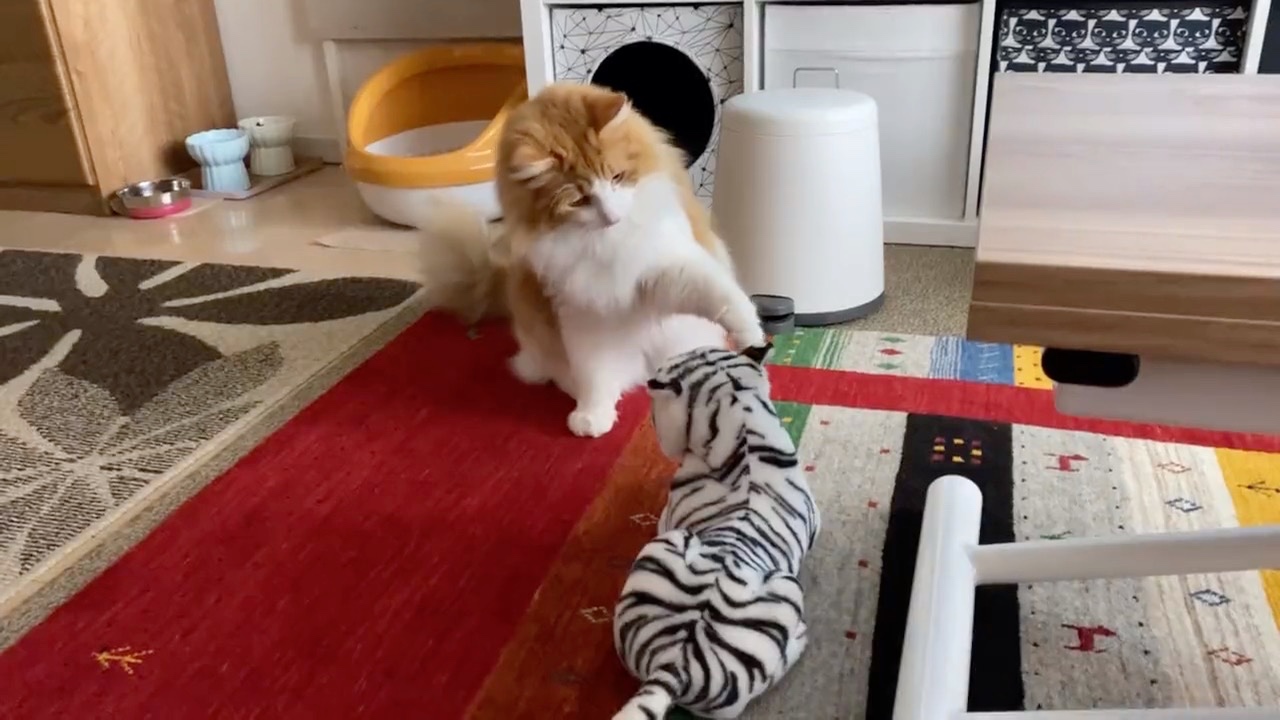 ぬいぐるみと遊ぶ猫