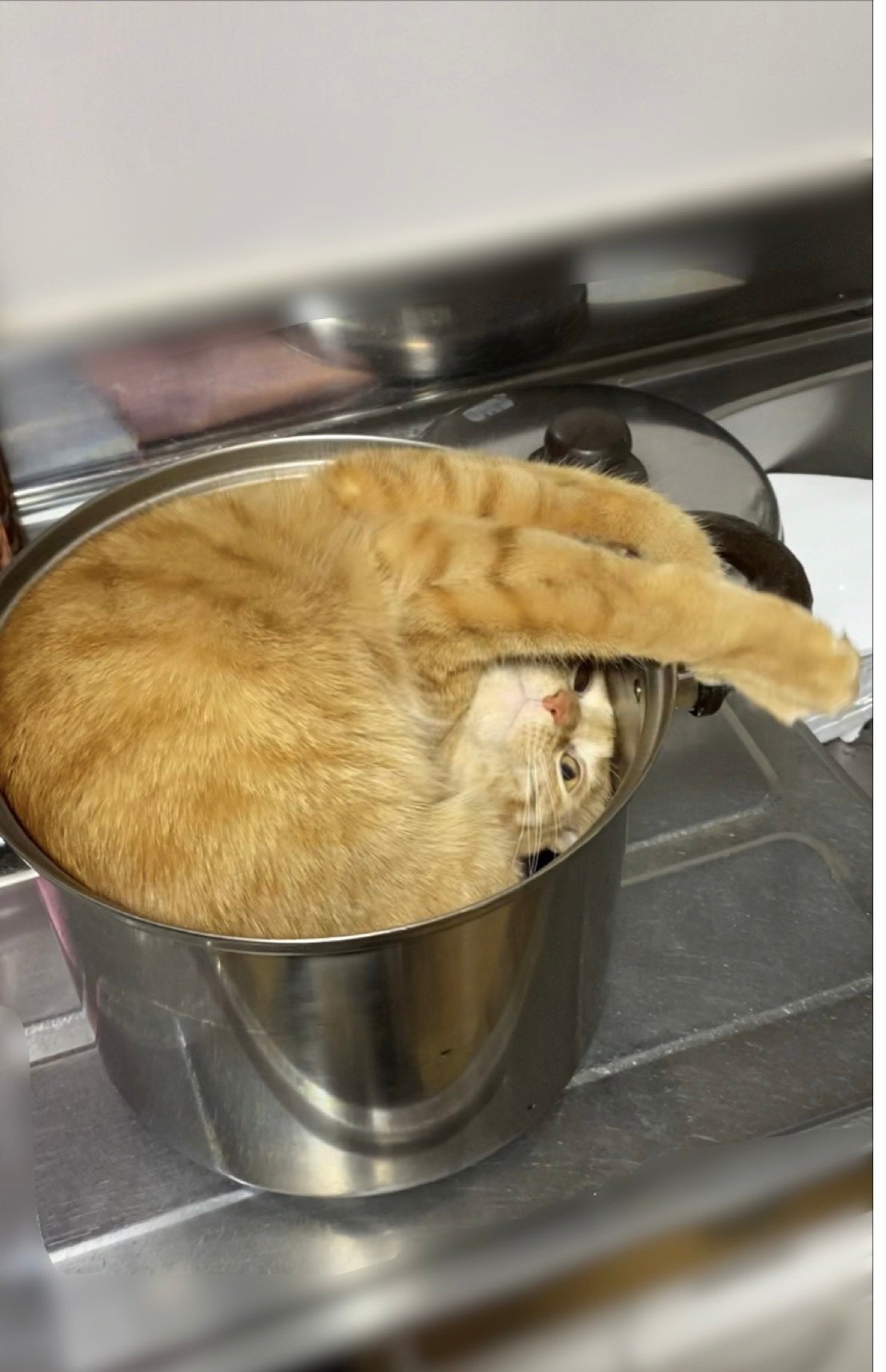 鍋に入っている猫