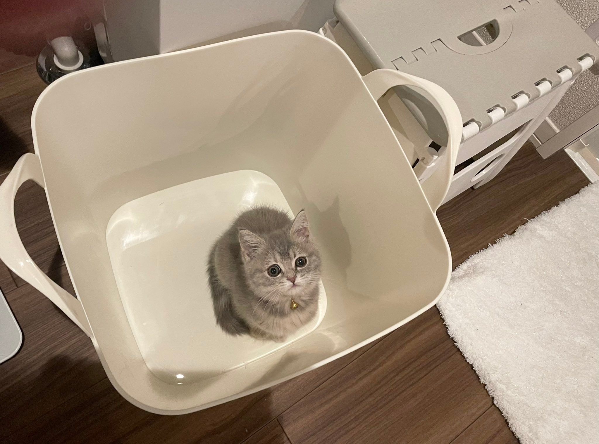 洗濯カゴに入っている子猫