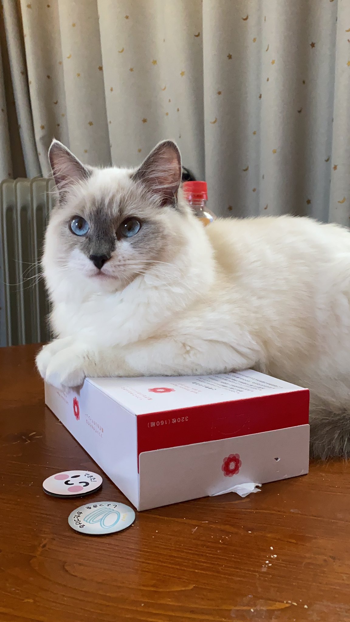 箱の上に座る猫