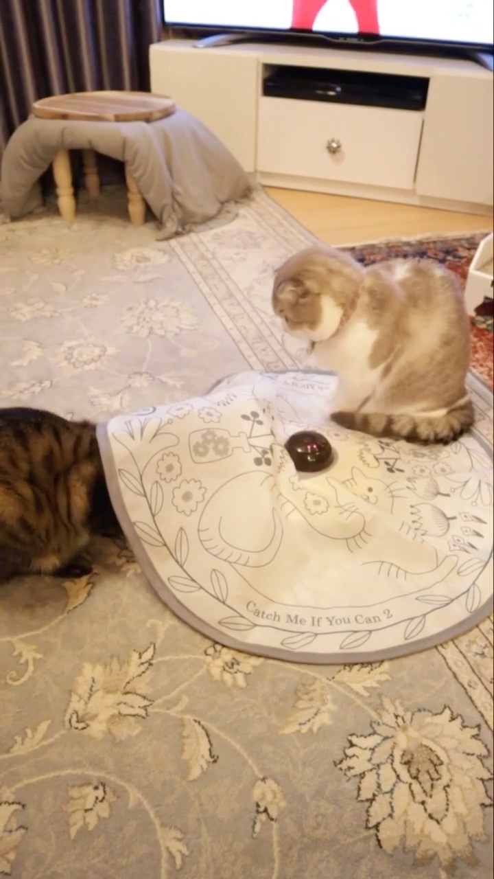 猫　おもちゃ遊ぶ