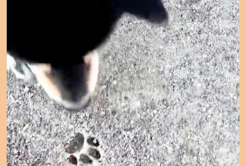 ニャンコが大好きな柴犬さん。足跡をワイルドに潰して追跡する様子にクスッ