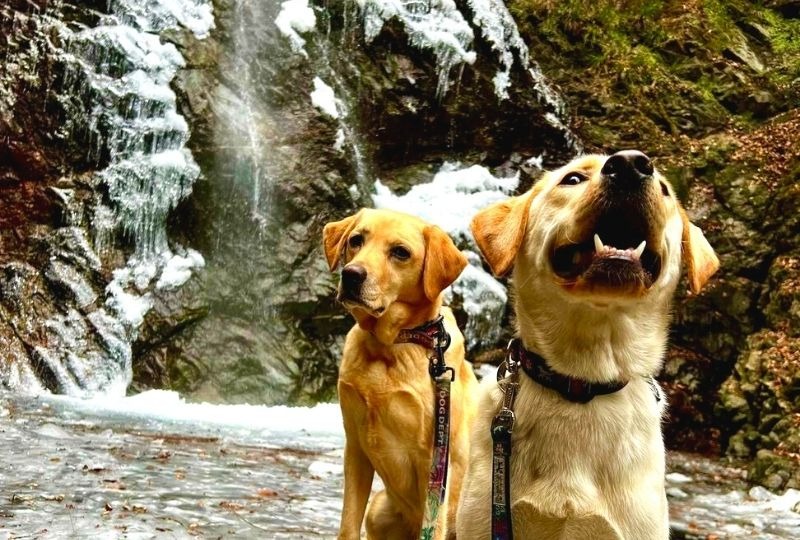 冬の大自然を満喫！雪で遊びながら凍った滝を目指す姉弟ワンコが楽しそう♪