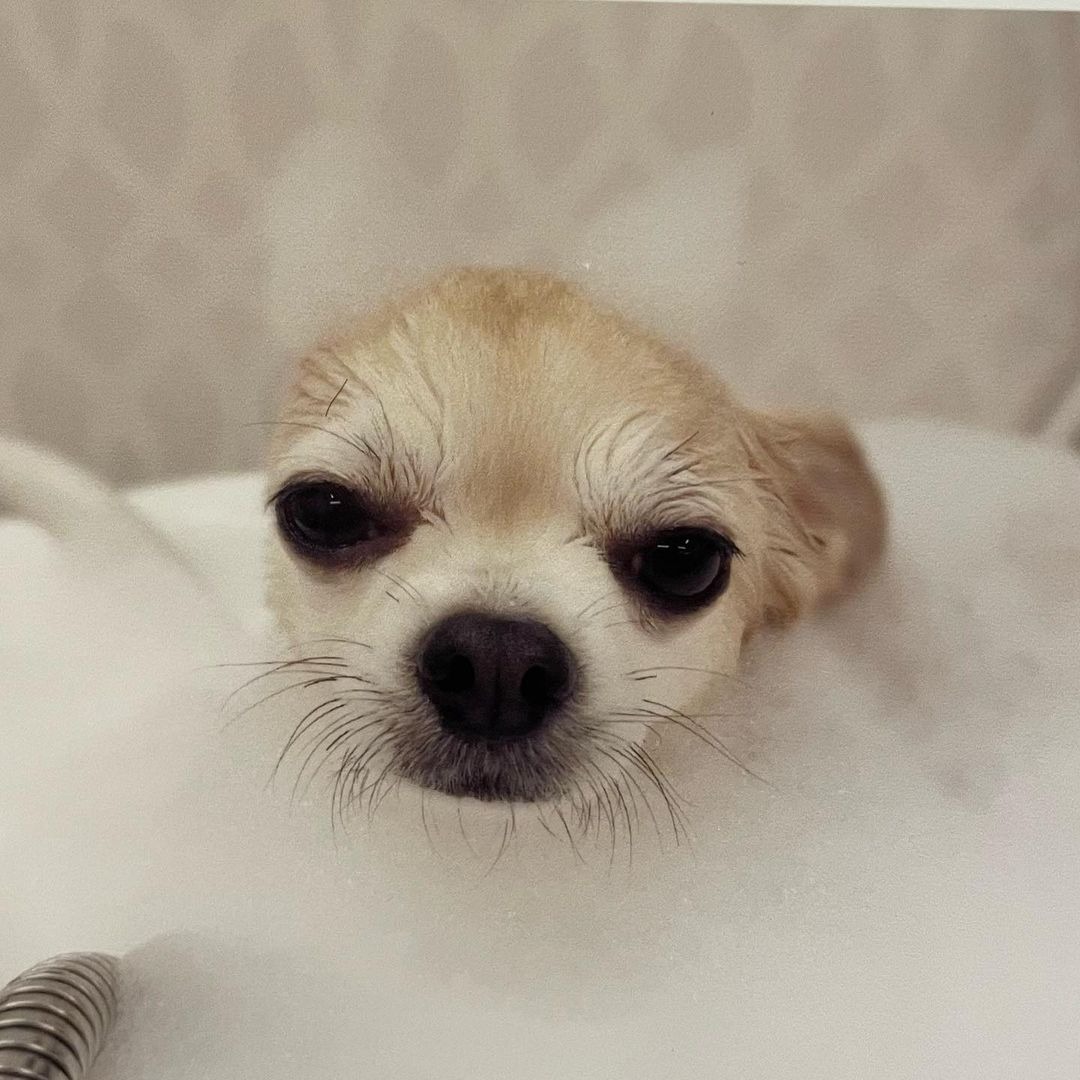 犬　泡風呂　ツノ
