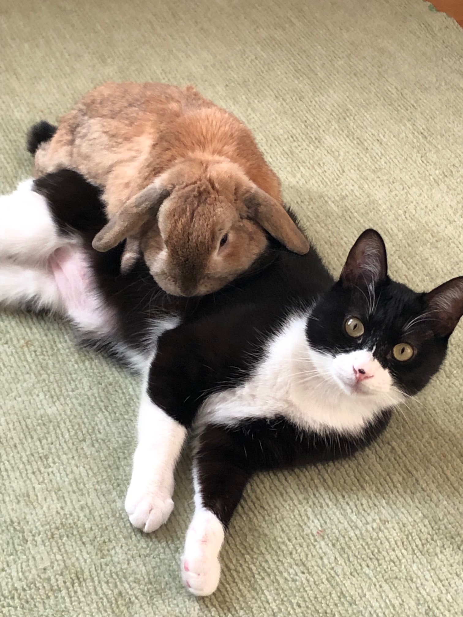 仲良しな猫とウサギ