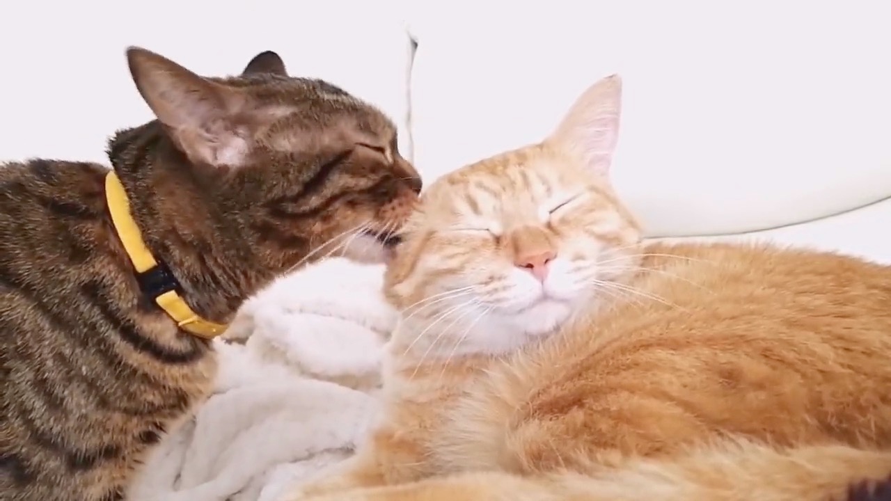 猫の耳を舐める猫