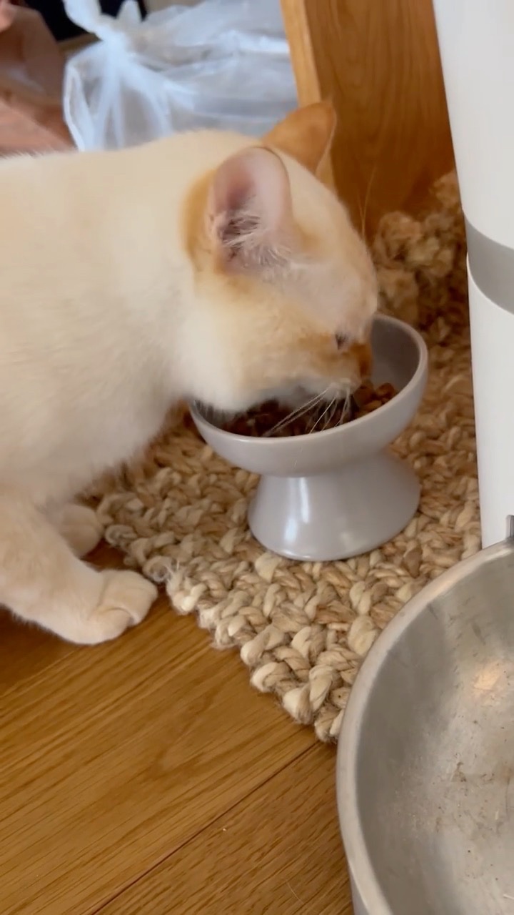 猫　ご飯