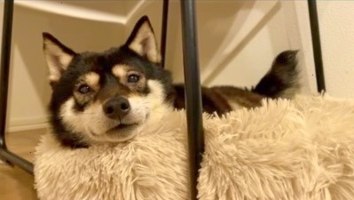 犬　モフモフのベッド