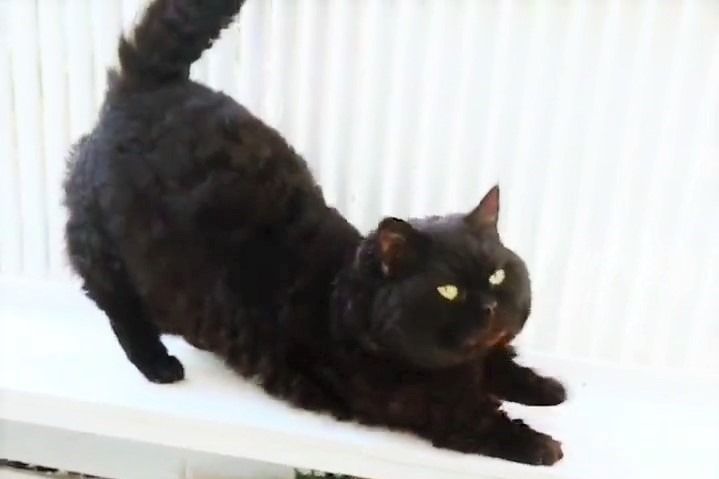 モコモコの毛並みが可愛すぎ♡日向ぼっこ中の黒猫くんが8.6万回再生！【バズ部】