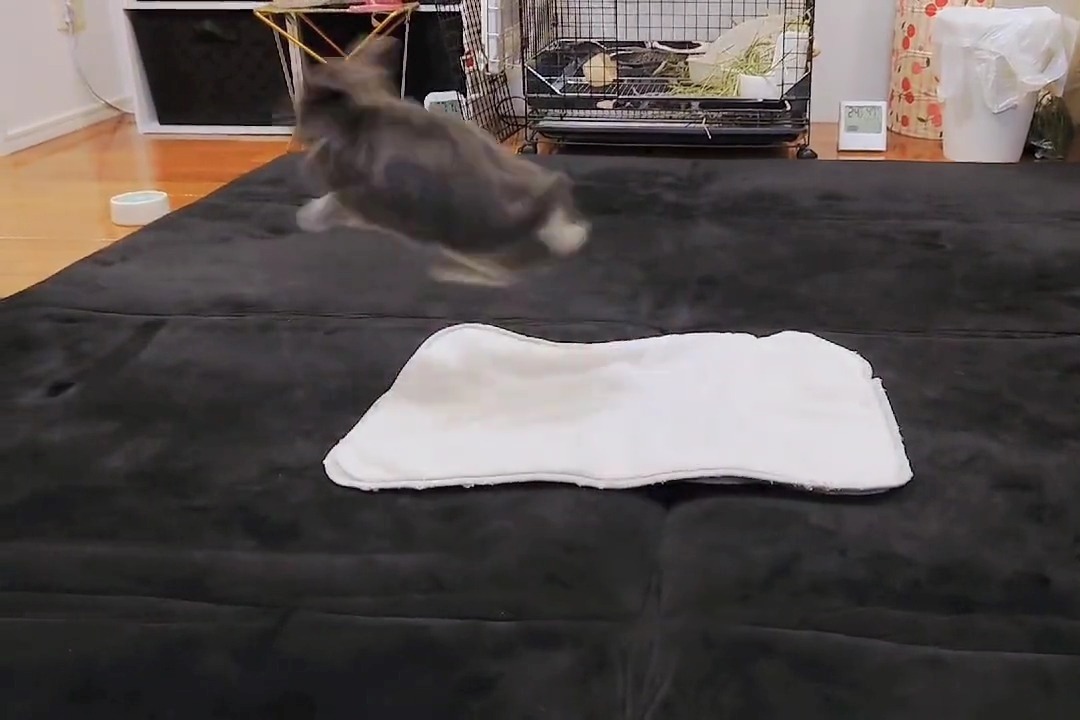 ジャンプ力が凄すぎる！“超ダイナミック”に飛び跳ねるウサギさんが話題【バズ部】
