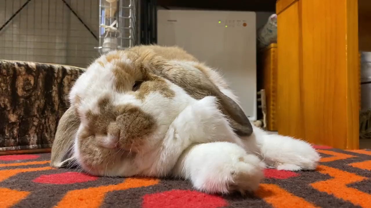 寝ているウサギ