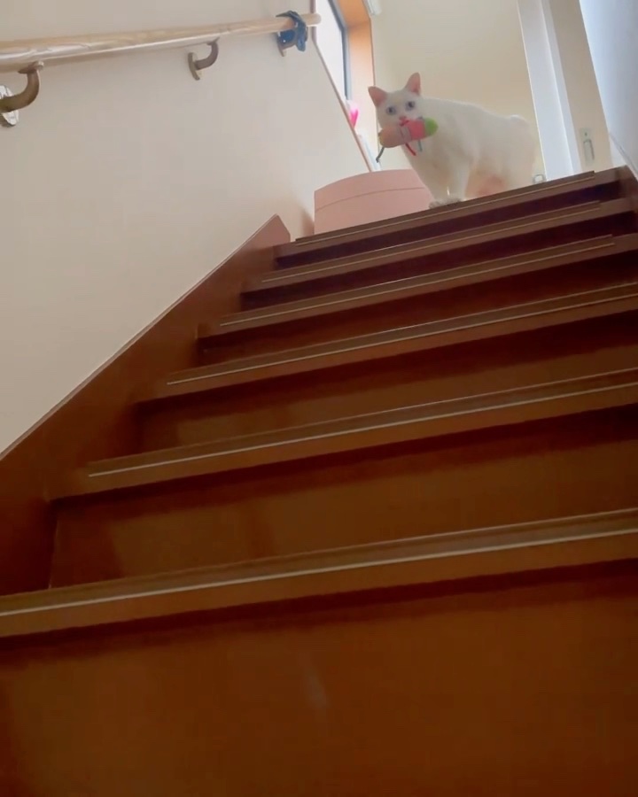 猫　階段の上
