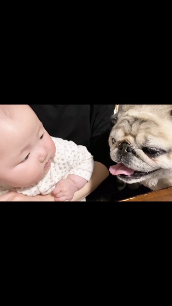 見つめ合う犬と赤ちゃん