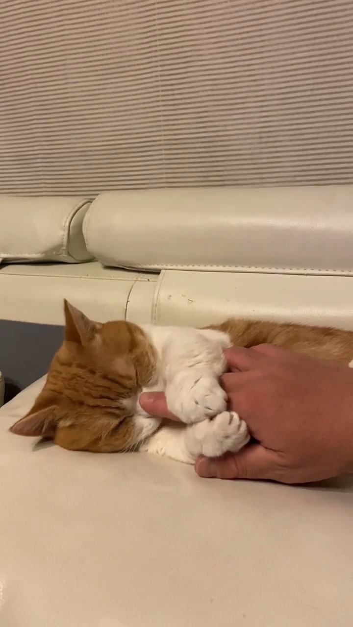 指をなめる猫