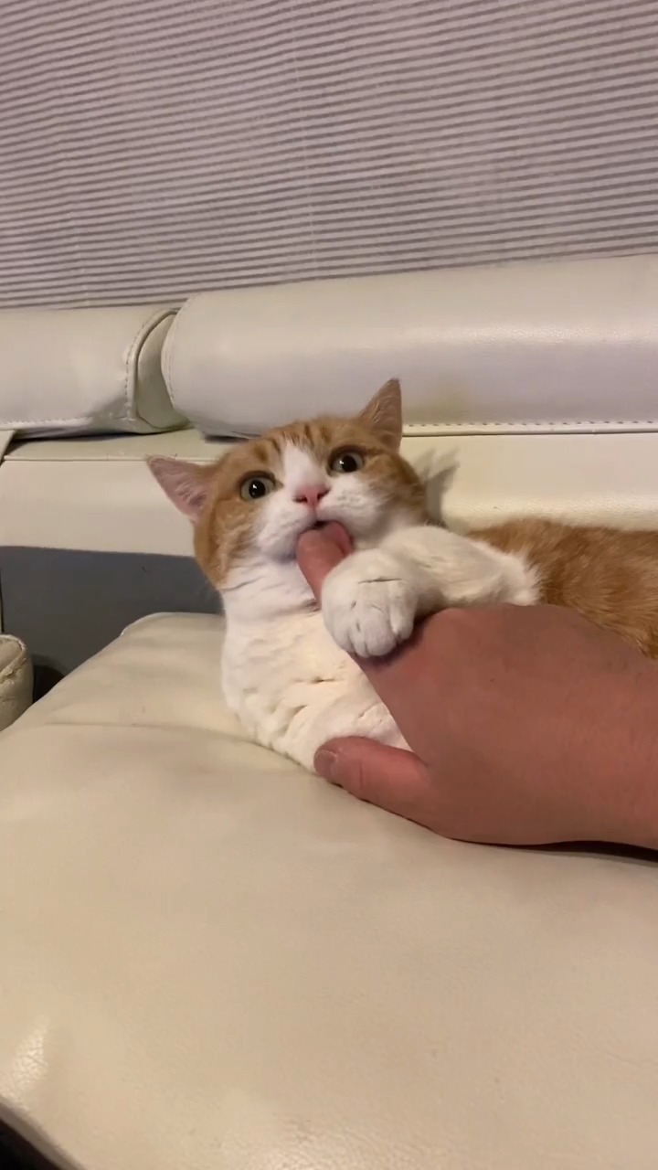 指をなめる猫